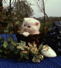 Desert Dance Scottish Fold Kater